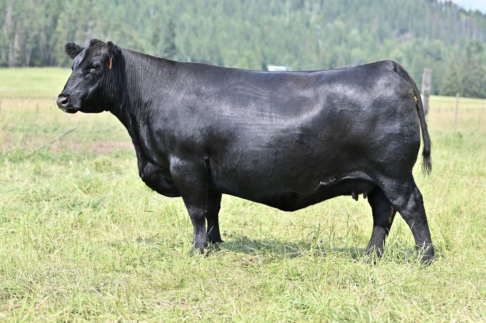 Brooking Countess 9026 - Female Perfection